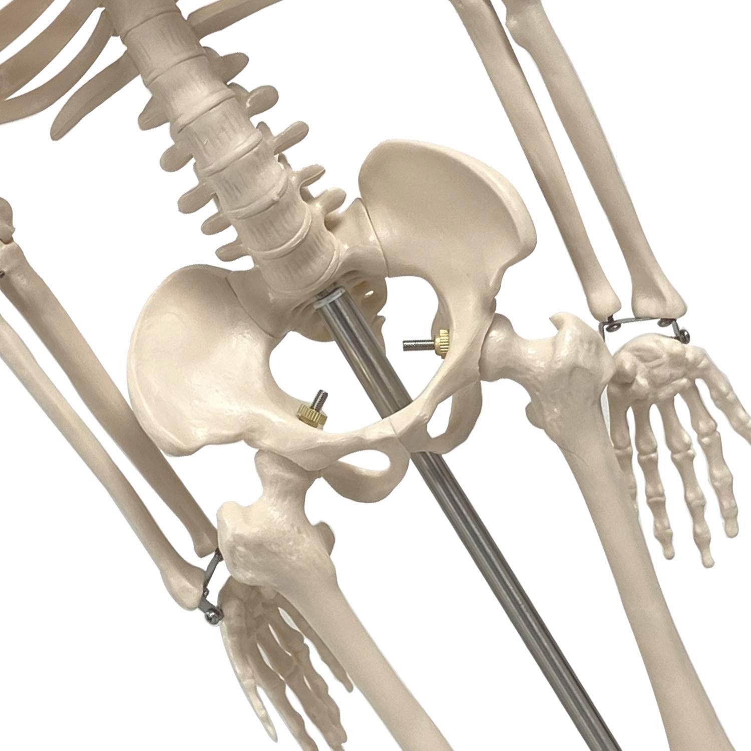 Supertek Human Skeleton Model with Key, 34in - Image 4