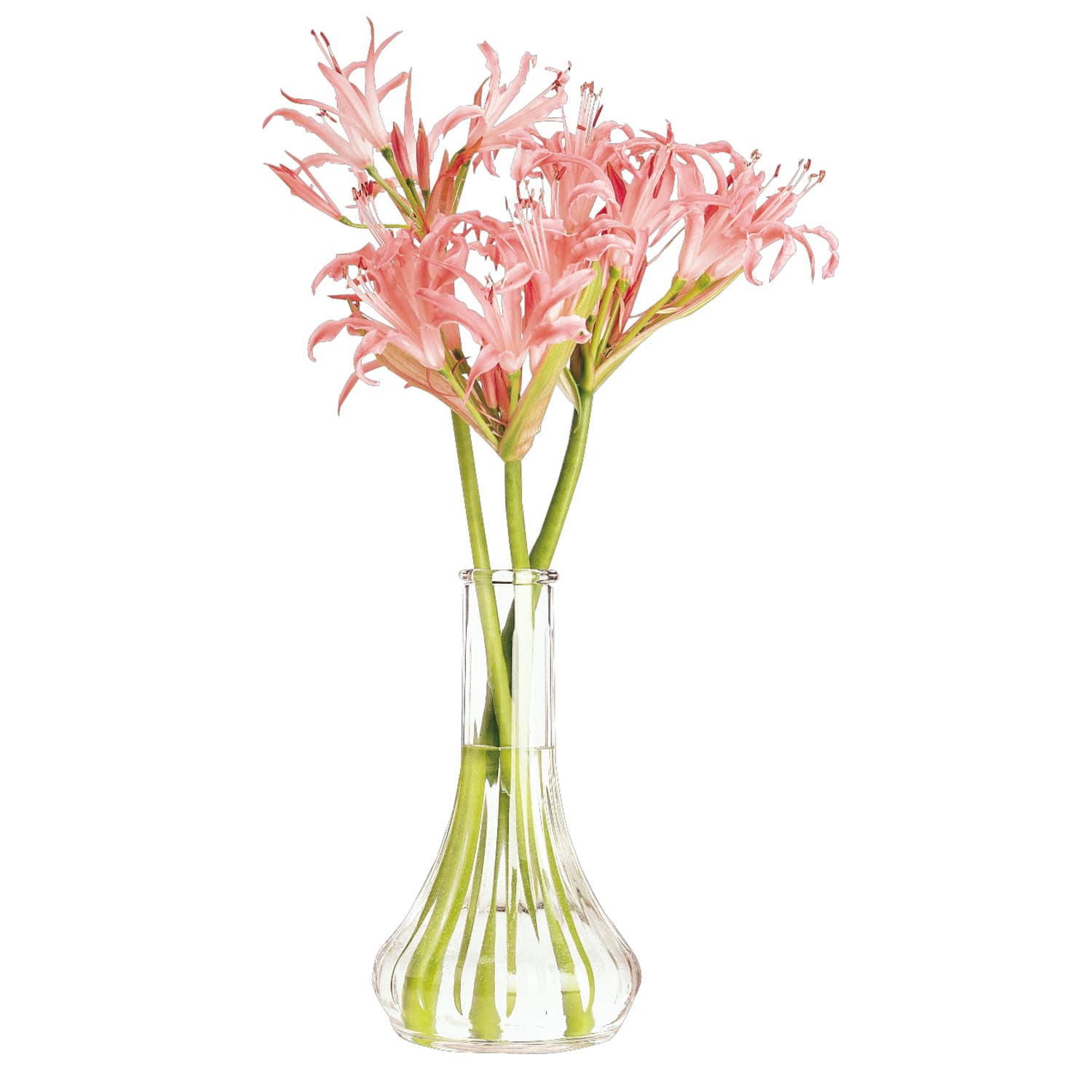 Cambro Camwear Bud Vases, 6-1/16in x 3-1/2in, Clear, Pack Of 12 Vases - Image 4