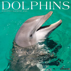 2026 Willow Creek Press Animals Monthly Wall Calendar, 12in x 12in, Dolphins, January To December, 55403