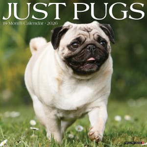 2026 Willow Creek Press Animals Monthly Wall Calendar, 12in x 12in, Pugs, January To December, 52501
