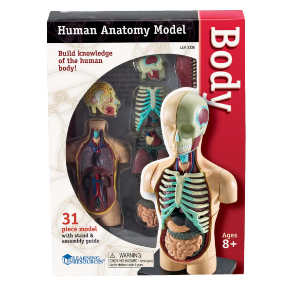 Learning Resources Model Human Body Anatomy Set, 4 1/2in, Grades 3 - 12