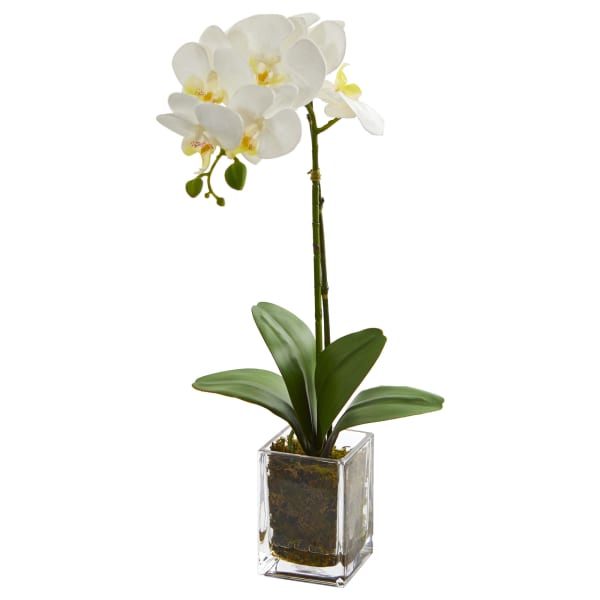 Nearly Natural Orchid Phalaenopsis 24inH Artificial Floral Arrangement With Vase, 24inH x 3-1/2inW x 3-1/2inD, Cream