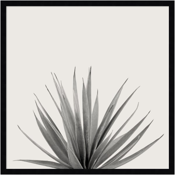 Amanti Art Haze Agave Succulent by The Creative Bunch Wood Framed Wall Art Print, 25inH x 25inW, Black