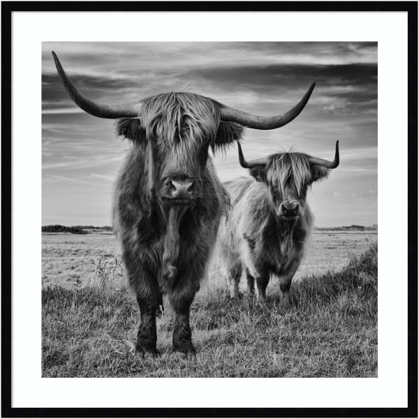 Amanti Art Highland Cow Couple by Stephane Pecqueux Wood Framed Wall Art Print, 33inH x 33inW, Black