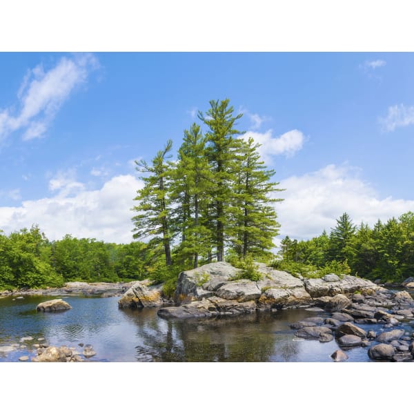 Biggies Landscape/Seascape Mural, 32in x 24in, Unframed, Tree